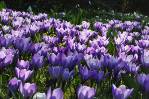 Die Krokusblüte im Botanischen Garten im letzten Jahr. (Foto: Walter Welß)