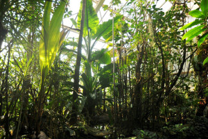 Blick in die Mangrove des Botanischen Gartens. (Bild: Claus Heuvemann)