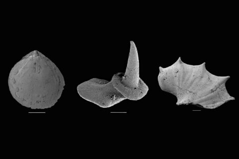 Beispiele von ältesten schalentragenden Fossilien aus dem frühen Kambrium. (Bild: Lin Na)