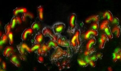 Zur Seite: Zell- und Molekularbiologie (M.Sc.)