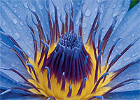 Tropische, tagblühende Seerose; Botanischer Garten, (Bild: Georg Pöhlein)