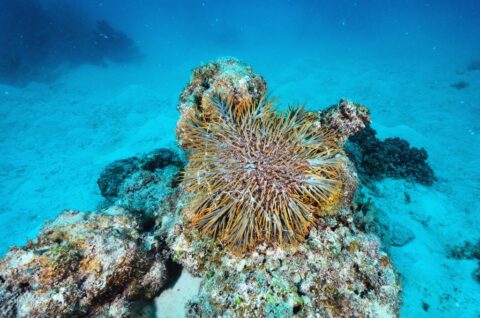 Korallenriff (Bild: colourbox.de)