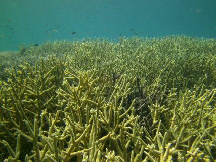 Die Geweihkoralle Acropora ist die bei weitem die häufigste und artenreichste Korallengattung und bildet ausgedehnte Korallendickichte, wie hier auf einem Riff in Sulawesi, Indonesien. (Bild: Wolfgang Kießling)
