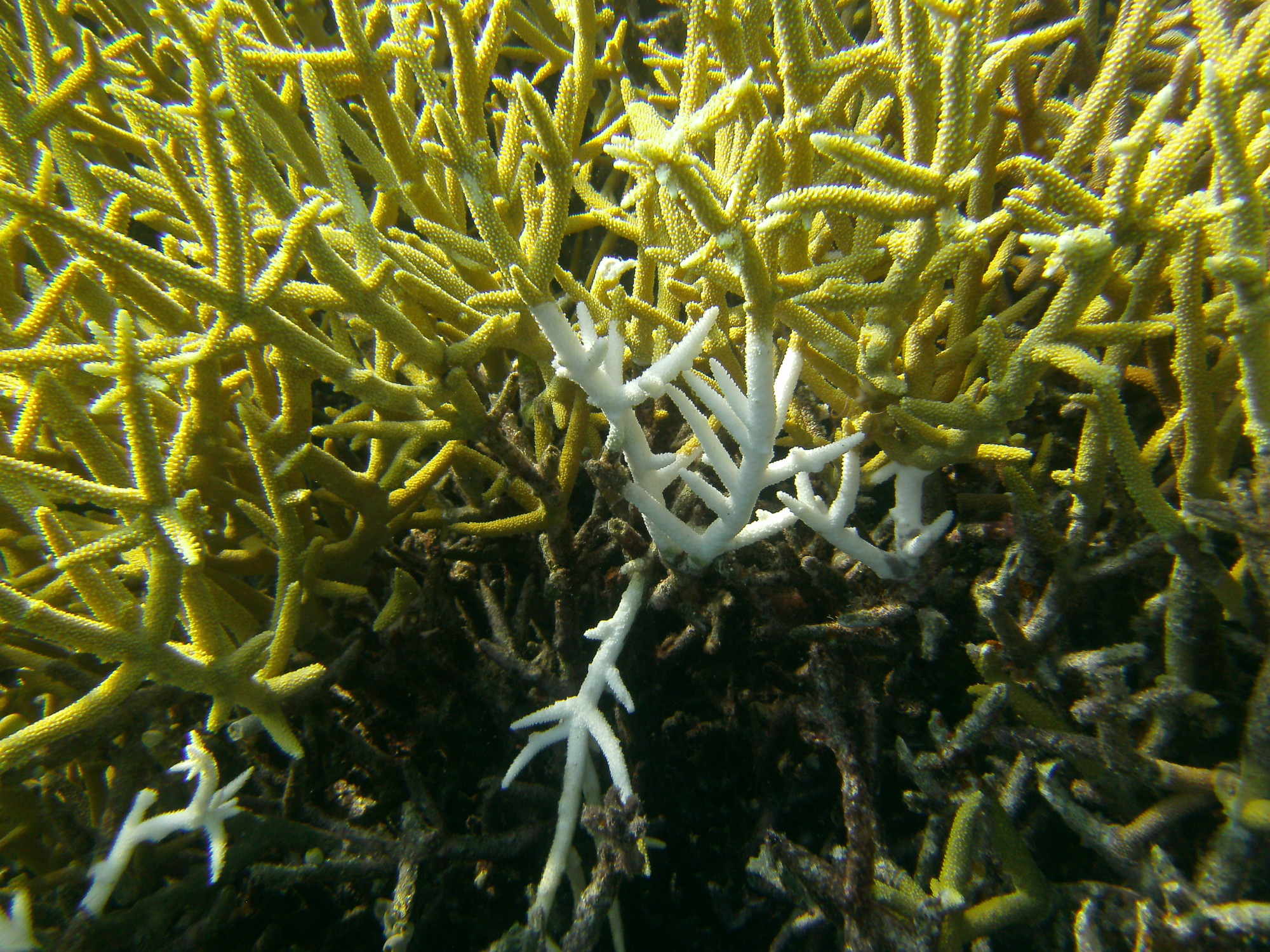 Die Geweihkoralle ist anfällig für die sogenannte Korallenbleiche, die durch die Erwärmung der Meere ausgelöst wird. Folge ist das Absterben der Korallenstöcke. (Bild: Wolfgang Kießling)