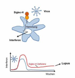 Das Protein Siglec-H bestimmt, wie viel Interferon ausgeschüttet wird, das wiederum wichtig ist, um Viren zu bekämpfen. Fehlt das Protein, wird die Interferon-Produktion nach der Infektion nicht gehemmt und die Autoimmunkrankheit Lupus kann induziert werden. (Bild: Lars Nitschke)