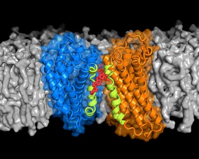CXCR4-Rezeptor aus der Gruppe der sogenannten G-Proteingekoppelten Rezeptoren (Bild: FAU/Rainer Böckmann)