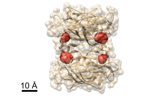 Blick ins Protein: Im Protein Streptavidin, dessen Struktur bereits bekannt ist, haben Max-Planck-Forscher mit der COLD-Methode die vier durch rote Farbstoffmoleküle markierte Bindungsstellen für Biotin sichtbar gemacht. (Bild: Max-Planck-Institut für die Physik des Lichts)