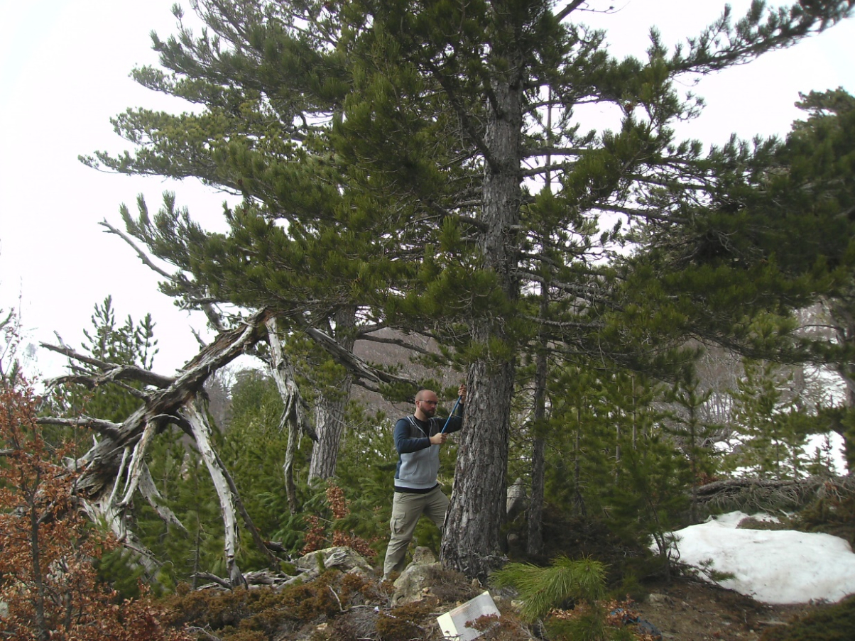 Mit einem Zuwachsbohrer führt Doktorand Martin Häusser die Beprobung einer Schwarzkiefer durch. Mit dem Zuwachsbohrer erhält der Forscher Holzbohrkerne, die ihm Auskunft über das Alter der Bäume und die jährlichen Zuwachsraten liefern. (Bild: FAU/Sonja Szymczak)