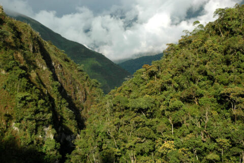 Bedrohter Regenwald in Ecuador (Bild: FAU/Achim Bräuning)