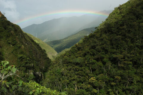 Bedrohter Regenwald in Ecuador (Bild: FAU/Achim Bräuning)