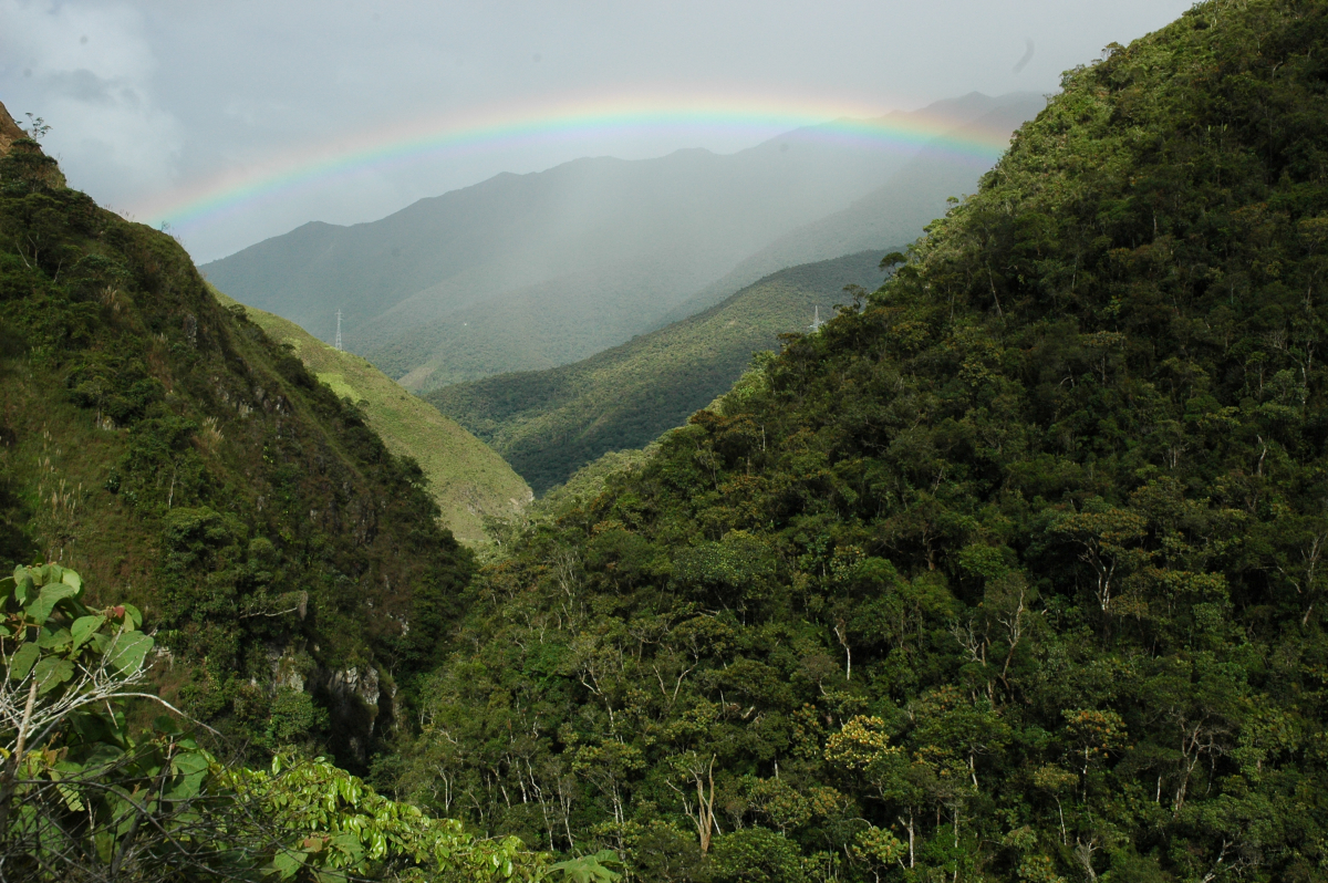 Zum Artikel "Forschergruppe untersucht Klimawandel im Bergregenwald"