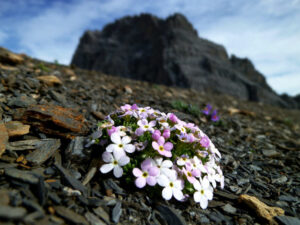 Androsace alpina – Alpine rock jasmine: A typical alpine species that mainly grows on acidic rocks such as granite and gneiss. This plant was found only on summits in the Alps. Historically, it was found on 57 summits and still occurs on all of them today. (Image: Sarah Burg, SLF)