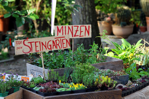 Zum Artikel "Pflanzenbörse im Botanischen Garten"