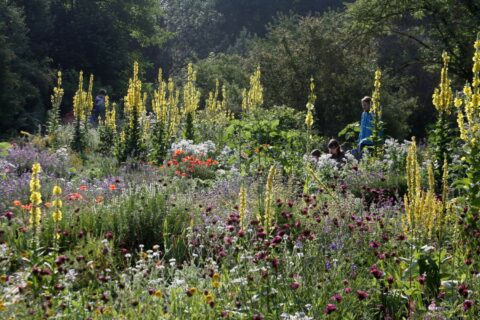 Zum Artikel "Aromagartenfest des Botanischen Gartens"