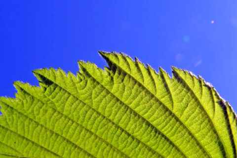 Das Bild zeigt in Nahaufnahme ein Pflanzenblatt vor einem wolkenlosen Himmel.
