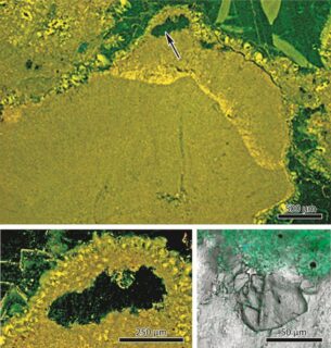 Die neu entdeckte coralline Rotalge namens Aguirrea fluegelii in einem Dünnschliff aus 430 Millionen Jahre altem Gestein. (Bild: FAU/Sebastian Teichert)