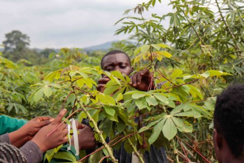 Zum Artikel "Mit höheren Ernten erfolgreich gegen den Hunger"