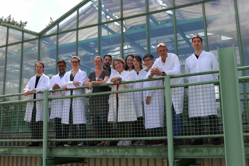 The team of researchers led by Prof. Dr. Uwe Sonnewald (2nd from right) hope to significantly increase the yield of the tropical cassava plant. (Image: FAU/Christine Hösl)