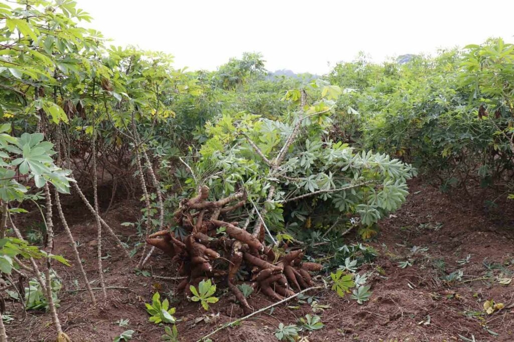 The image shows cassava plants.