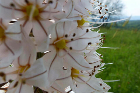 Das Bild zeigt weiß-rosa Blüten mit langen Stempeln in der Mitte.