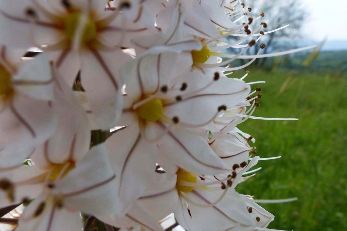 Zum Artikel "Vortrag am 10.12.19: Ostwärts – Botanisches und mehr auf dem Weg nach und in Zentralasien"