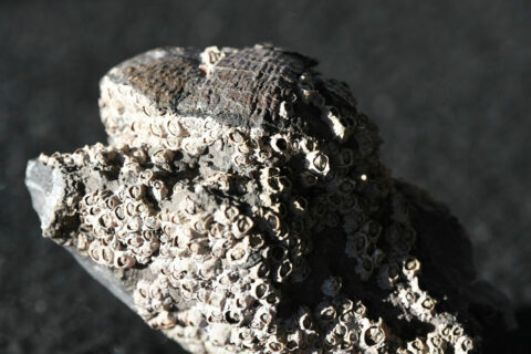 In den Spalten, die von einem über 300 Millionen Jahre alten Brachiopodenfossil gebildet werden, siedeln sich lebende Seepocken und Schnecken an: Dank der Analyse von Fossiliendaten lassen sich womöglich moderne Meeresorganismen schützen. (Bild: Steve Prior, Carl Reddin)