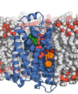 Die Kristallstruktur des β2-Adrenozeptors in Komplex mit dem Modulator AS408 zeigt eine neue Bindestelle auf der Außenseite des Rezeptors auf Höhe der Zellmembran. (Bild: FAU/Jonas Kaindl)