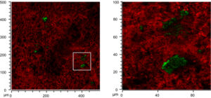 SIMS Daten zeigen die Lipide (grün) in der anorganischen Matrix (rot) – links für eine 500 x 500 µm Fläche mit etwa 2 µm Auflösung und rechts für die kleiner Fläche mit etwa 0.5 µm Auflösung. (Bild: FAU/Simon Hammann)