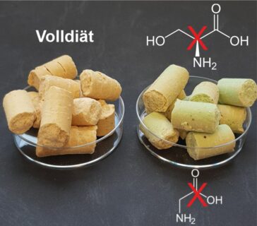 Auf den Bild sind zwei Glasschüsselchen, in dem Proteine dargestellt sind. Links steht dabei "Volldiät", beim rechten ist die chemische Formel aufgeschrieben, bei dem mit einem roten X gekennzeichnet wird, welcher Vorgang unterbrochen wird.