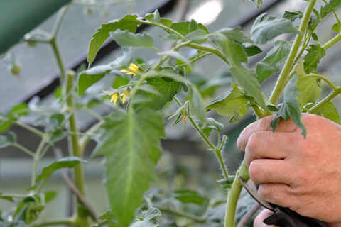 Eine Hand hält eine Tomatenpflanze mit kleinen gelben Blüten in die Kamera.