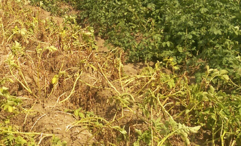 Kartoffelpflanzen zweier verschiedener Sorten auf einem Feld in der Region Hannover im August 2019 (Bild: Markus Teige)