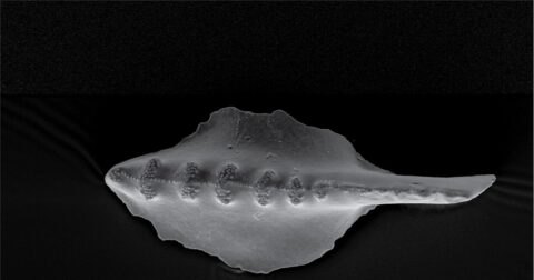 Eine rasterelektronenmikroskopische Aufnahme eines dentalen Plattformelements aus der Conodont-Gattung Sweetognathus, gesammelt in Wyoming, USA. Das Exemplar ist zwischen 293,7 und 294,9 Millionen Jahre alt. (Bild: David Terrill, Charles Henderson)