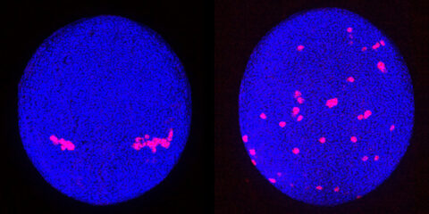 Urkeimzellen (rot) in Zebrafischembryonen wandern geleitet durch einen Lockstoff zu ihrem Bestimmungsort (links). Fehlt der Lockstoffrezeptor, scheint kein Muster ihrer Wanderung vorzuliegen (rechts). (Foto: Gross-Thebing, Truszkowski, Tenbrinck et al. Sci Adv 2020;6: eabc5546/CC BY-NC)
