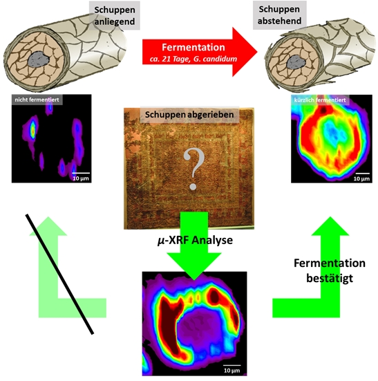 Fermenting sheep’s wool before it is dyed increases the brilliance and longevity of the colour. Fermented wool can be identified by the raised position of the layers of the cuticle along the fibres or by the characteristic distribution of pigments across the cross-section of the fibres. The latter is shown in the x-ray fluorescence images (left). The cuticle layer has fallen off the samples of fibre from the Pazyryk carpet (right). The influence of the fermentation process is still visible by comparing the fluorescence images (bottom) with those of recently dyed samples. Image: FAU/Dr. Andreas Späth