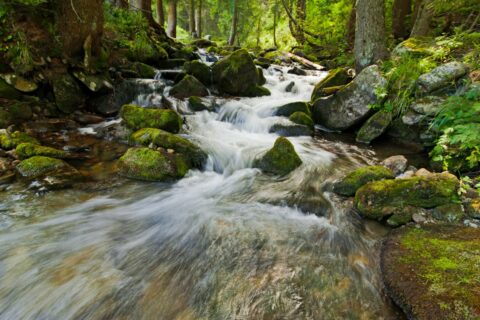 Das Bild zeigt einen Flusslauf in einem Wald.