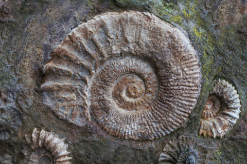 Das Bild zeigt versteinerte Ammoniten.