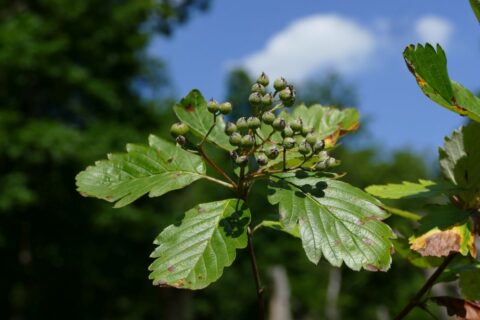 Blätter und Früchte der Mehlbeere. (Bild: Jörg Beckmann / Tiergarten der Stadt Nürnberg)