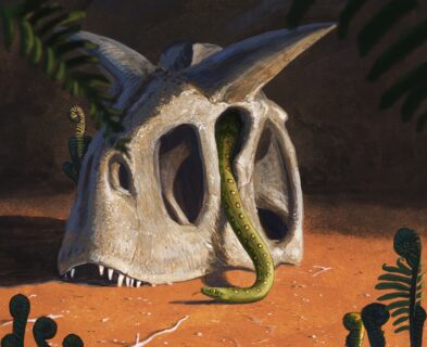 Die Illustration zeigt einen Schädelknochen eines Dinosauriers, um den sich eine Schlange windet.