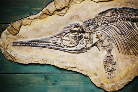 Das Foto zeigt ein versteinertes Fossil mit langem Schnabel, einen Ichtyosaurus.