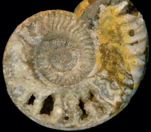 Das Foto zeigt ein Fossil. Es sieht aus wie eine Schnecke aus Stein.