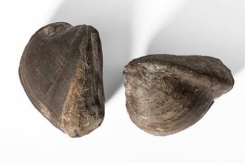 Die Muschelgattung Myophoria – hier zwei versteinerte Exemplare aus den Fossilsammlungen des Museums für Naturkunde – starb am Ende der Triaszeit während einer ausgeprägten globalen Klimaerwärmung aus. (Bild: Carola Radke, MfN)