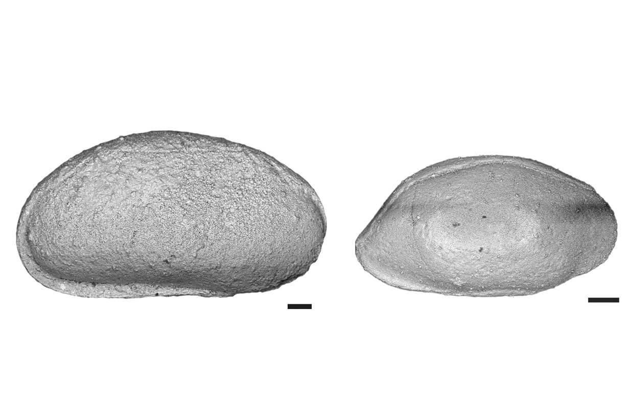 Untersuchte Muschelkrebse aus der Permzeit. Links: Fabalicypris obunca, rechts, Orthobairdia capuliformis. Maßstab 0,1 mm. (Bild: MfN)