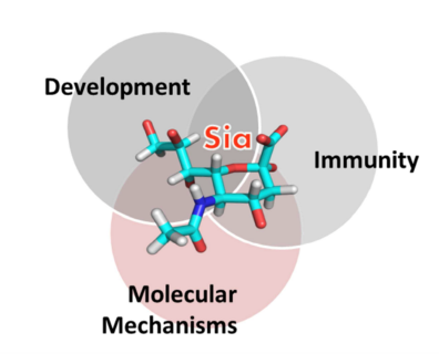 In der Grafik sieht man drei Kreise, die sich überschneiden. Sie sind betitelt mit "Development", "Immunity" und "Molecular Mechanisms". In der Mitte sieht man eine grafische Aufbereitung des Zuckermoleküls, das in der Schnittstelle der Kreise steht.