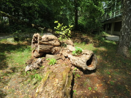 Totes Holz bringt neues Leben hervor. Vor dem Biologikum sprießen aus liegen gelassenen Baumstümpfen neue Pflanzen und Sprösslinge hervor.