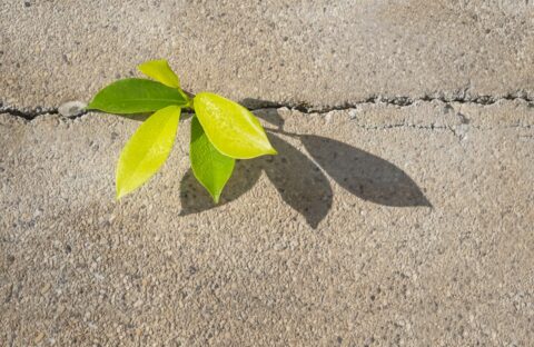 Zum Artikel "Neue Häuser aus ausgedienten Baustoffen: Beton-Recycling"