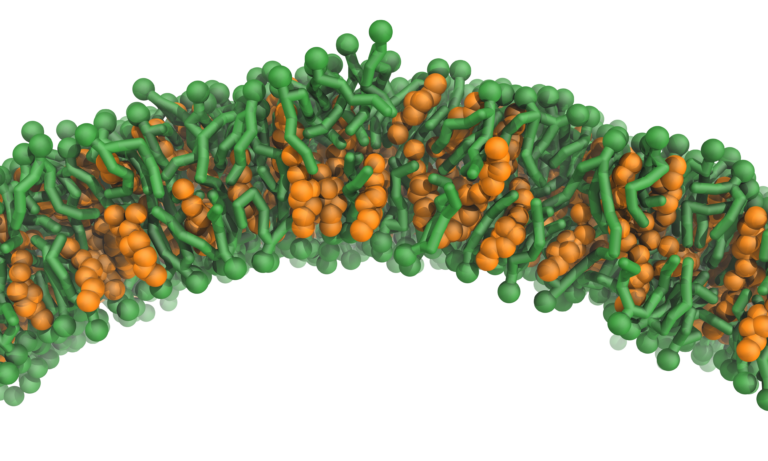 Cholesterin macht Zellmembranen flexibel und robust
