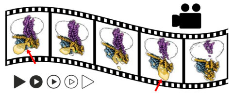Das Bild zeigt symbolisch einen Filmstreifen auf weißem Hintergrund. Oben rechts ist das Icon einer Filmkamera zu sehen, links unten typische Icons zum Abspielen eines Films. Im Filmstreifen sind 5 Szenen zu sehen, die die Standbilder zeigen. Die Forschenden haben den Komplex aus Rezeptor (violett) und G-Protein (gelb und blau) zu verschiedenen Zeitpunkten nach der Aktivierung eingefroren. Unter dem Mikroskop erhielten sie so eine Reihe von Standbildern, aus denen sie die molekularen Änderungen während der Aktivierung Schritt für Schritt nachvollziehen konnten. In dem gezeigten Ausschnitt dieser Sequenz ist zum Beispiel zu sehen, wie ein Teil des G-Proteins (gelb) entlang eines Scharniers (roter Pfeil) mehr und mehr umklappt, bis die Öffnung sich schließt. (Bild: FAU / Stefan Löber)