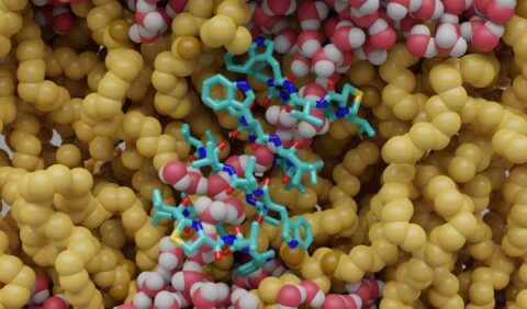 Kanal aus vier Lugdunin-Molekülen (Bild: Computational Biology, FAU)